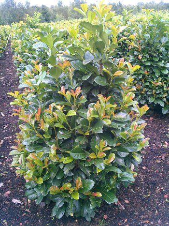 Etna (prunus lauro Etna)