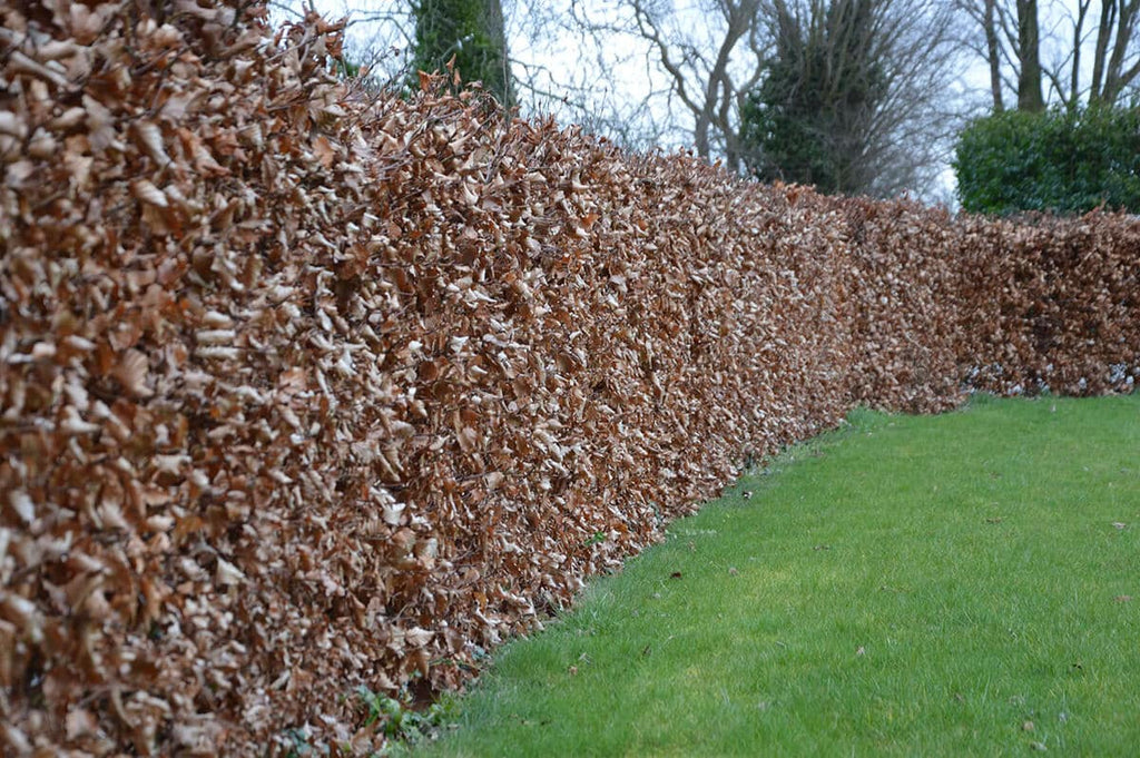 Green beech   ( fagus sylvatica )