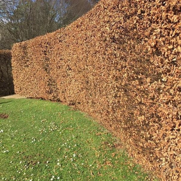 Carpinus betulus  ( hornbeam  )