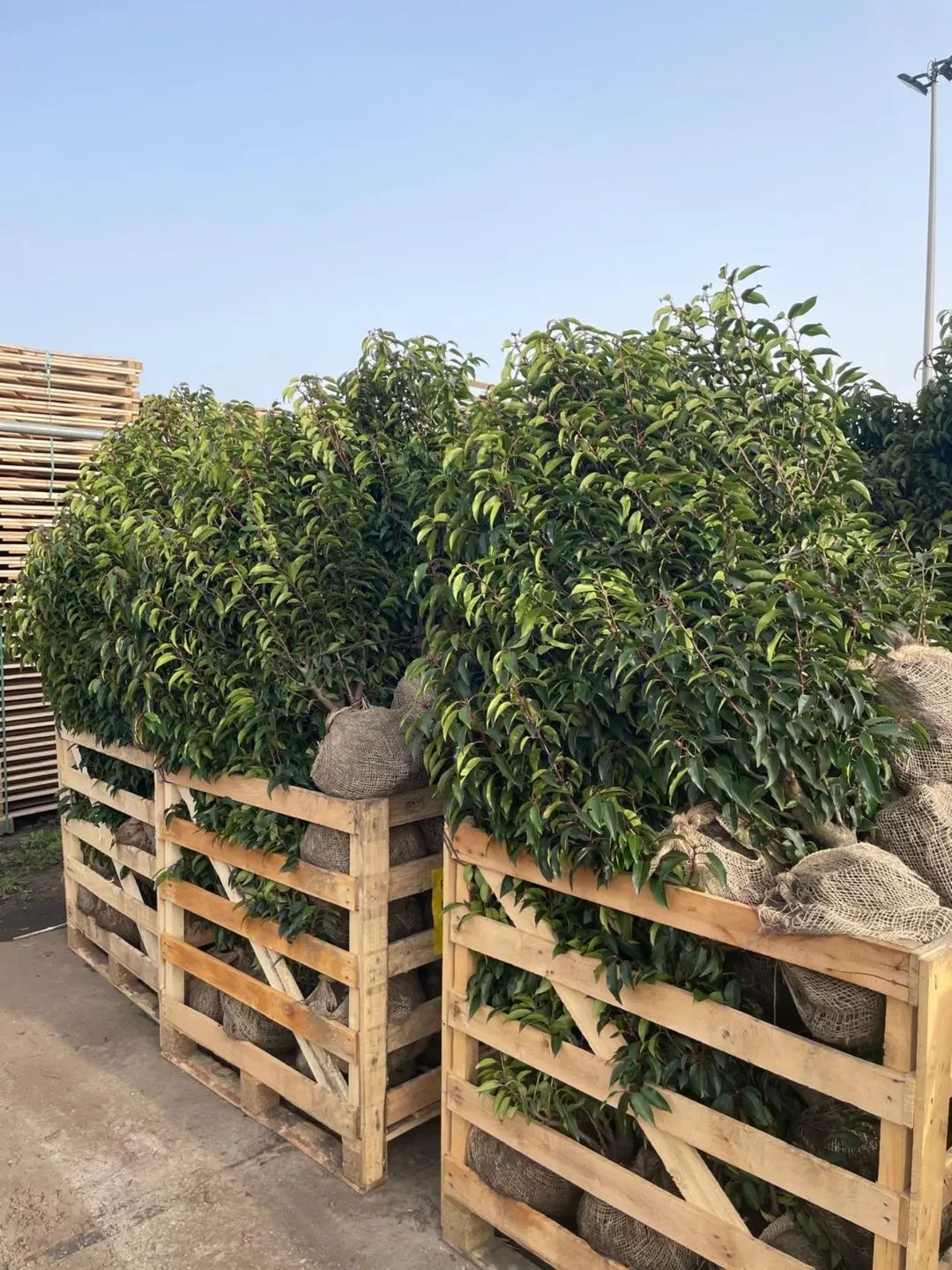 Portuguese Laurel   ( prunus lusitanica angustifolia )