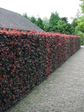 Fagus sylvatica atropunicea  ( purple beech )