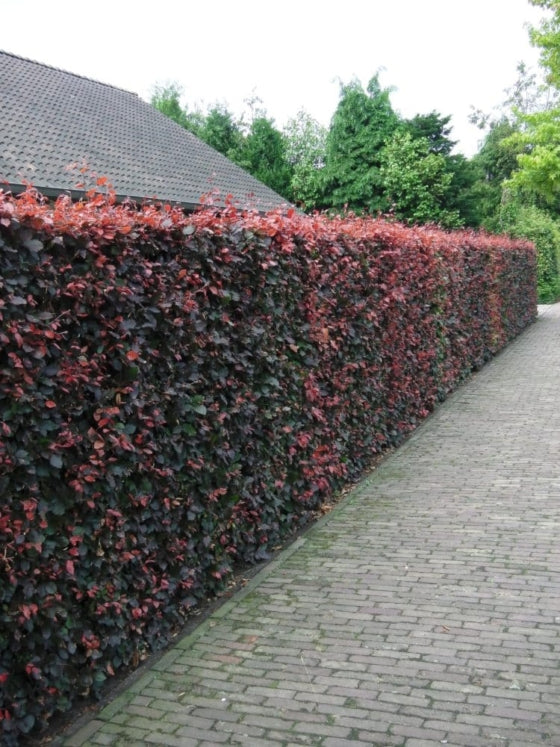 Fagus sylvatica atropunicea  ( purple beech )
