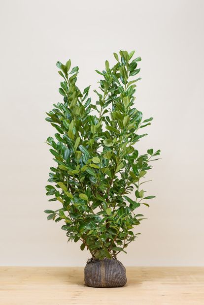 Rotundifolia laurel  (prunus laurocerasus rotundifolia)
