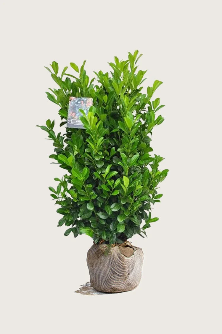 Bonaparte laurel ( prunus laurocerasus bonaparte )
