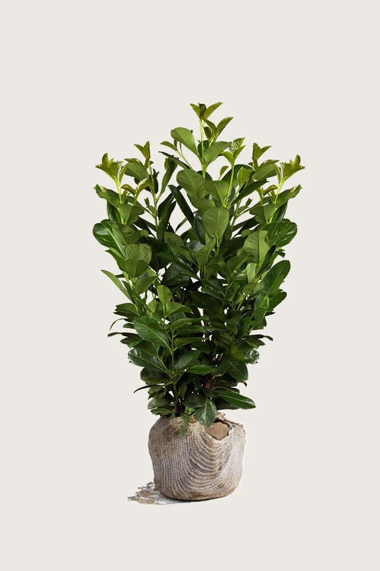 Etna (prunus lauro Etna)