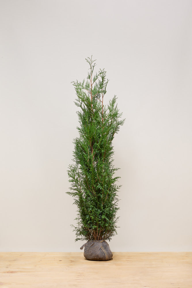 Thuja plicata atrovirens ( western red cedar )
