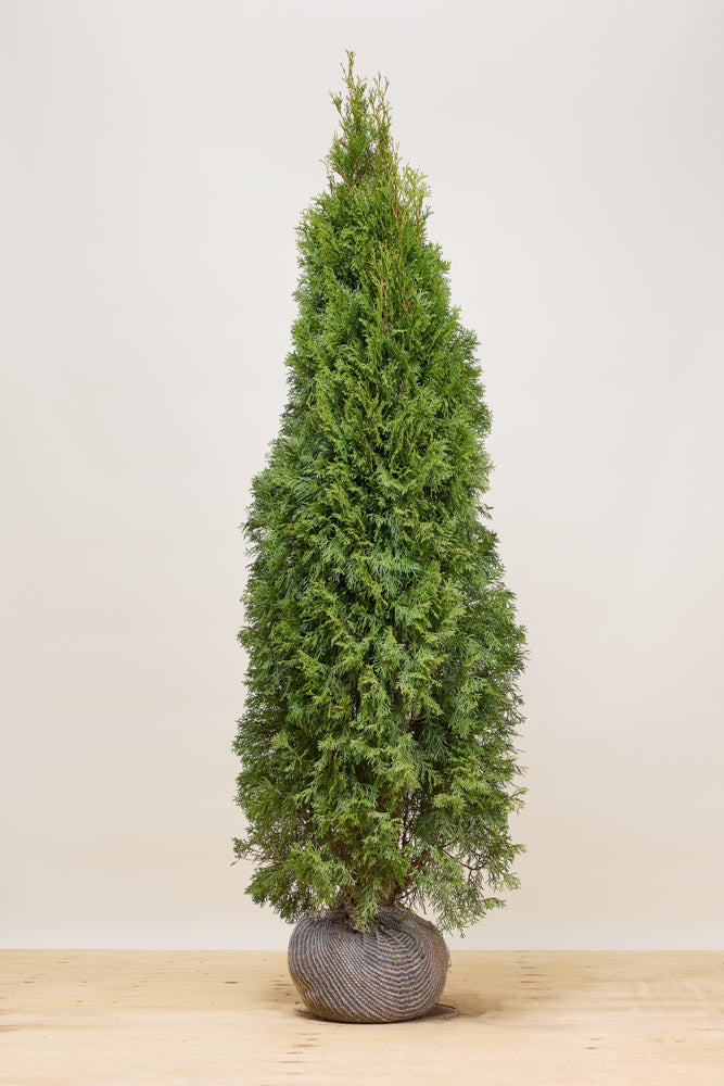 Thuja smaragd
