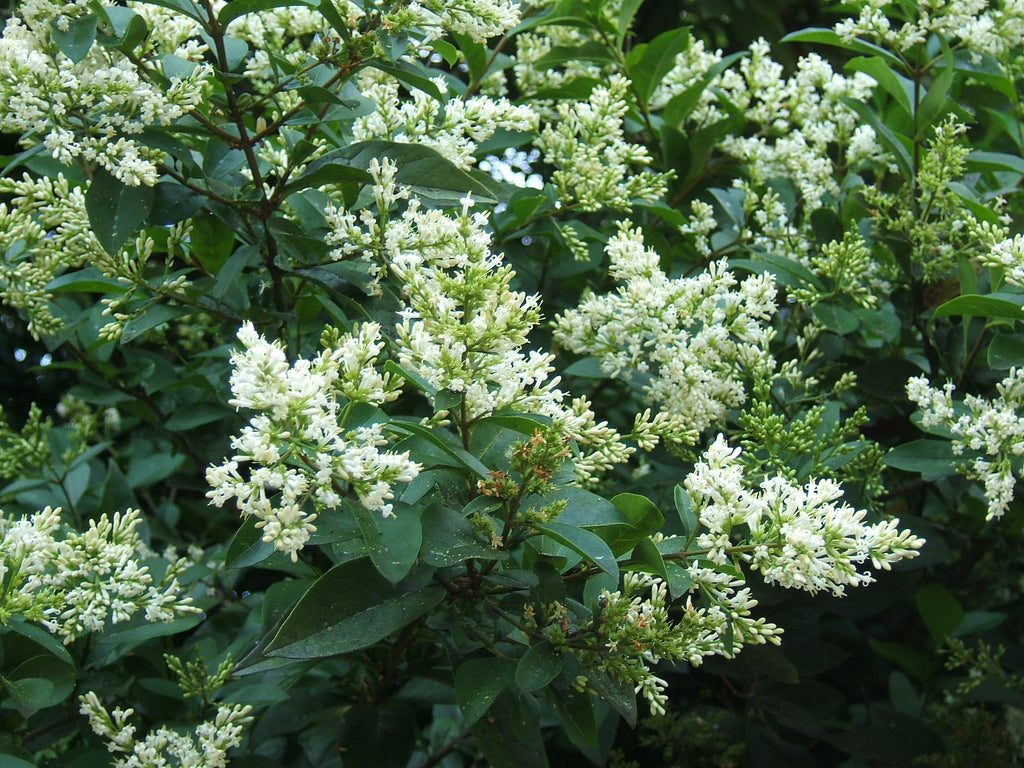 Ligustrum ovalifolium.           ( green privet )