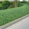 Ligustrum vulgare atrovirens