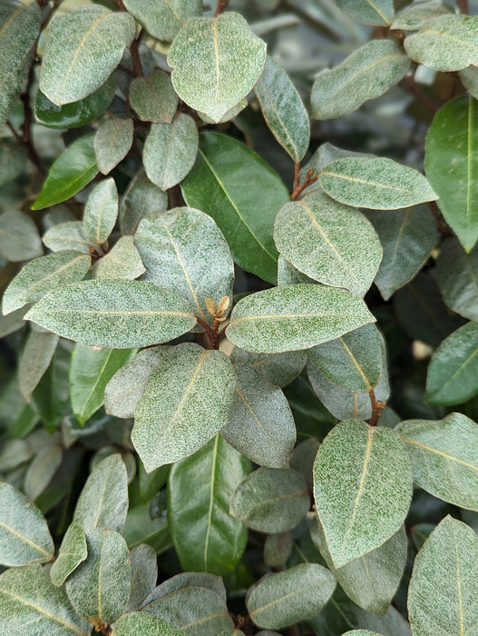 Elaeagnus ebbingei