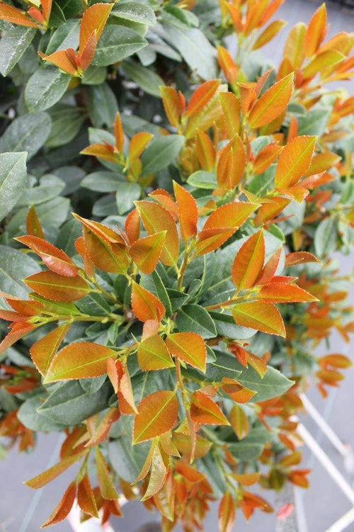 Bonaparte laurel ( prunus laurocerasus bonaparte )