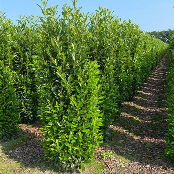 ELLY laurel     ( prunus laurocerasus Elly )    5 star   ☆☆☆☆☆