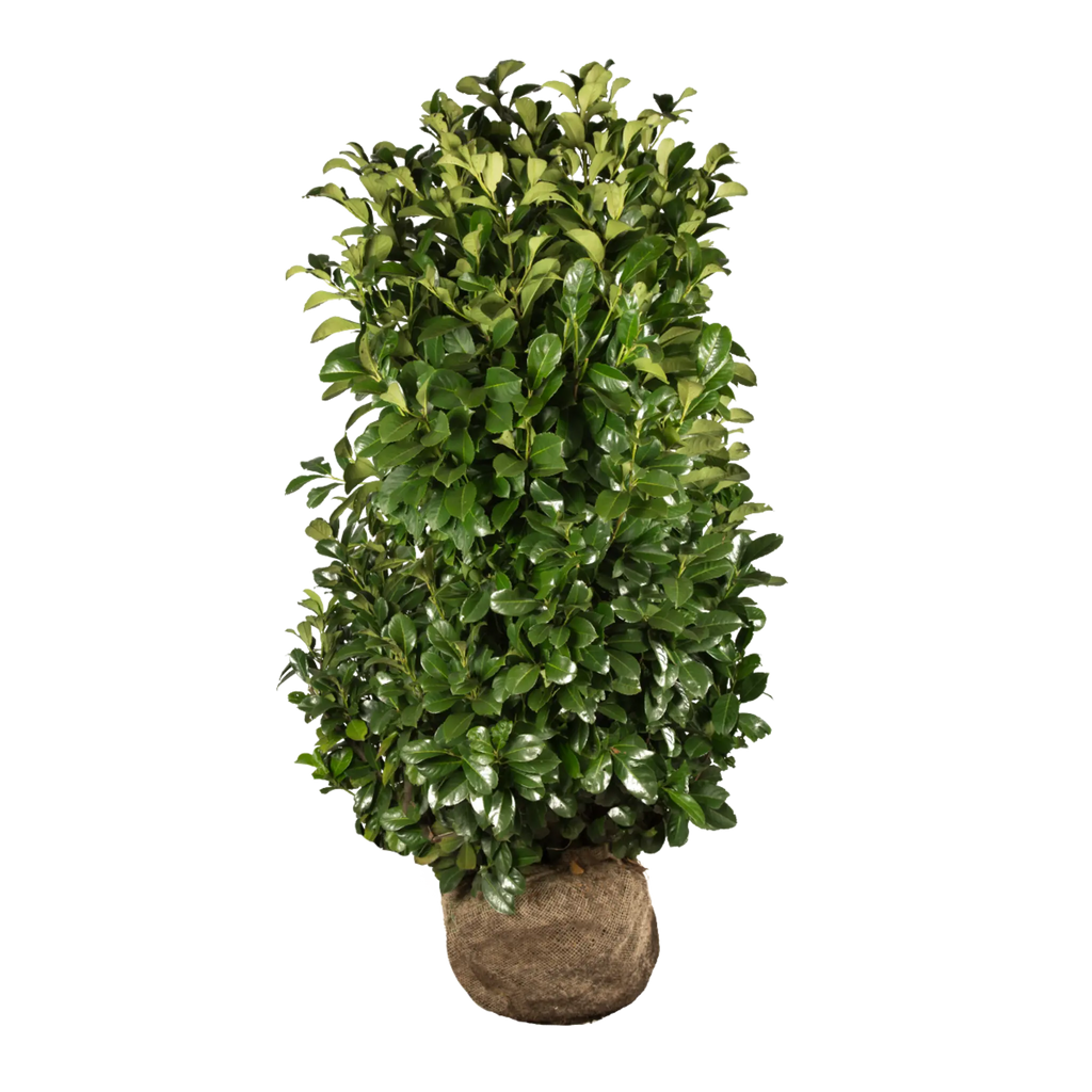Etna (prunus lauro Etna)