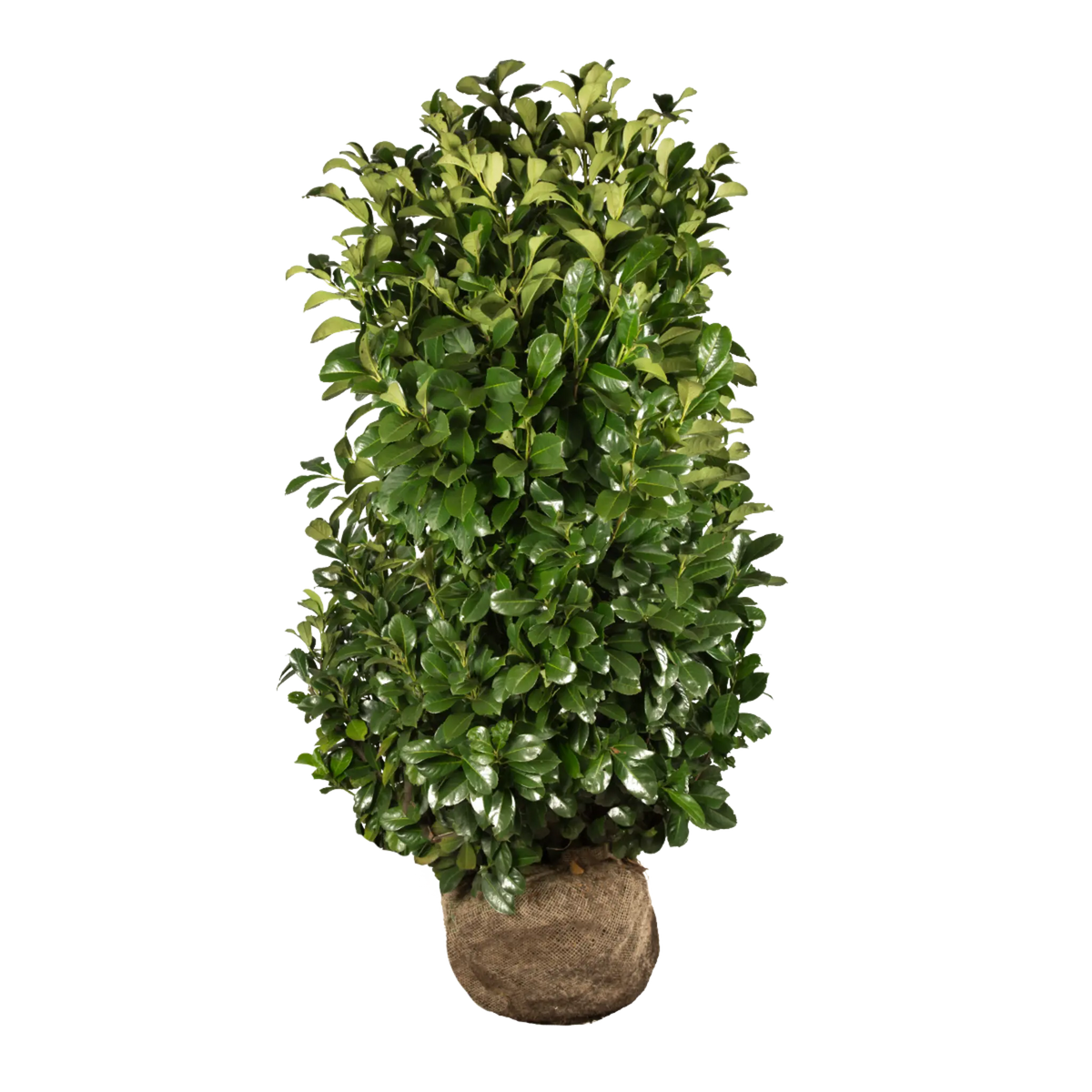 Etna (prunus lauro Etna)