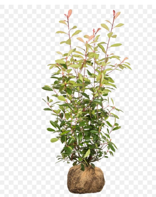 Photinia " Red robin "