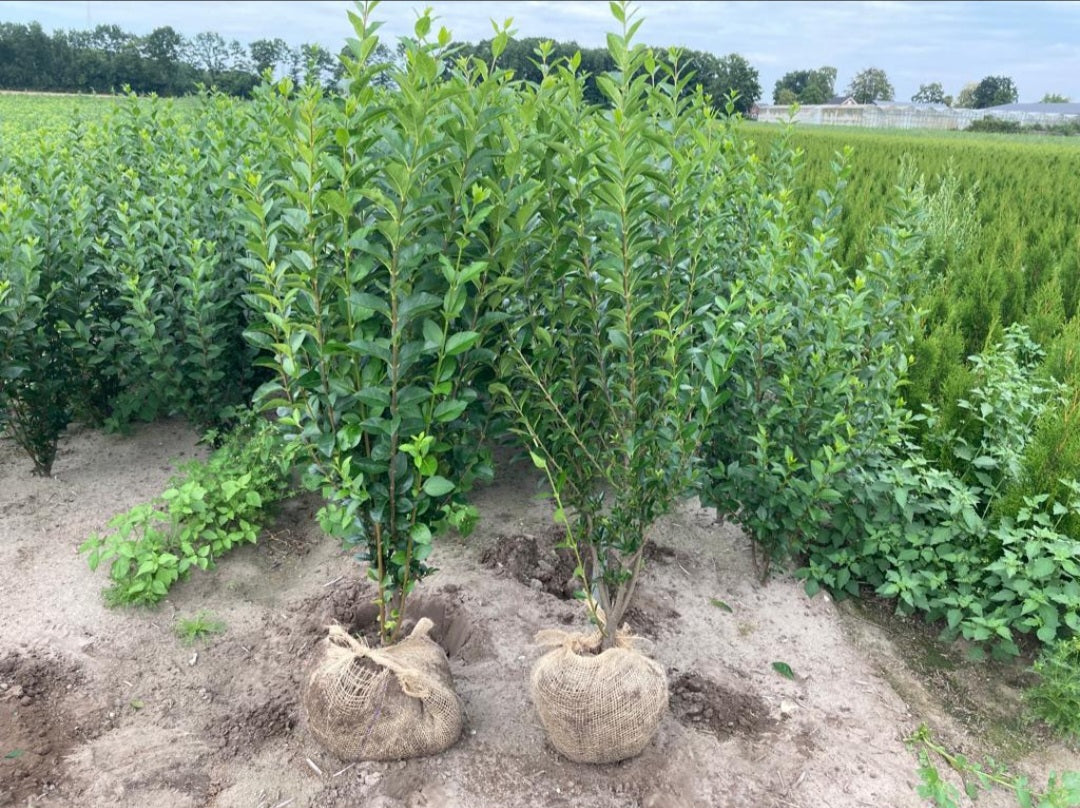 Ligustrum vulgare atrovirens
