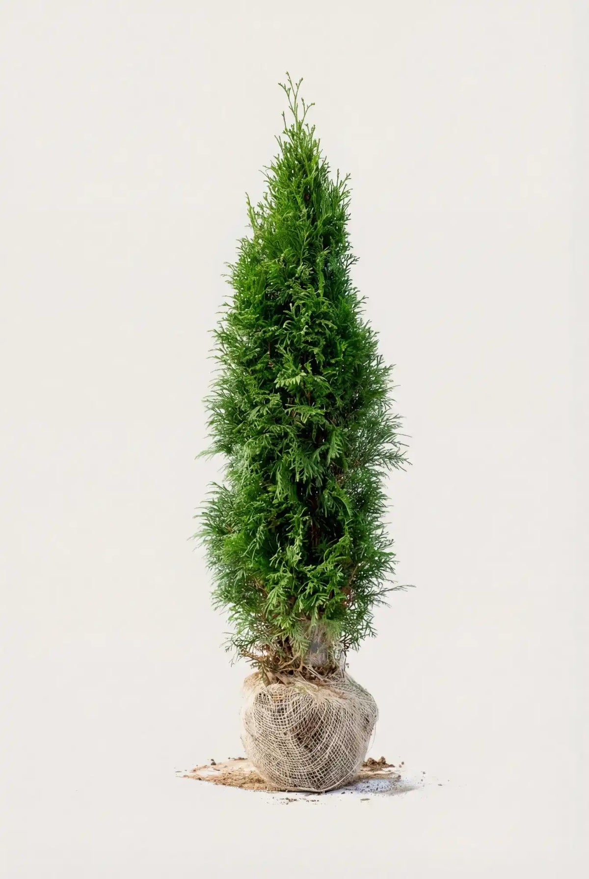 Thuja smaragd