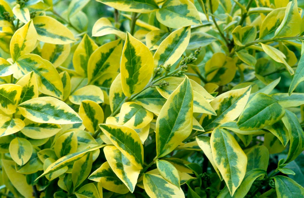 Ligustrum ovalifolium aureum ( golden privet )