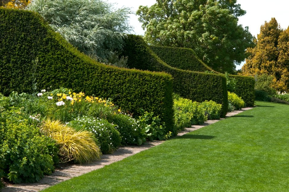 Yew ( Taxus Baccata ) aka. " The king of hedges"
