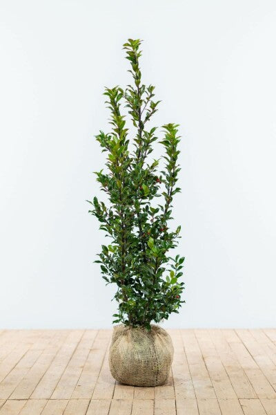 Blue holly  ( ilex meserveae  )