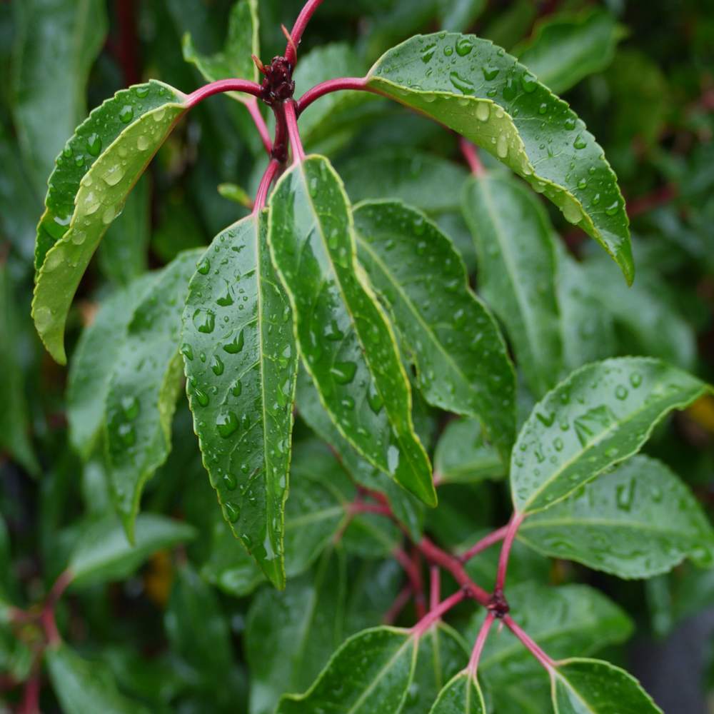 Portuguese Laurel   ( prunus lusitanica angustifolia )