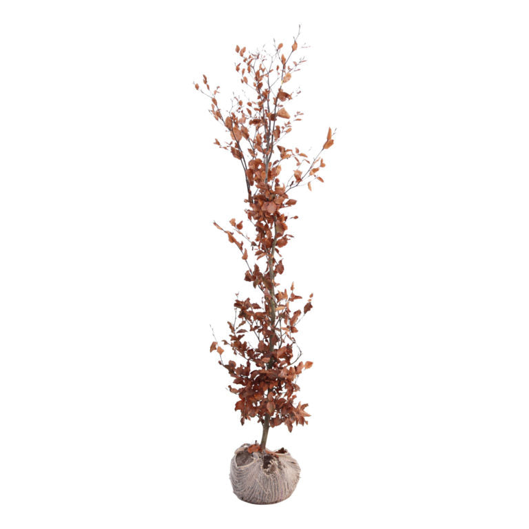 Fagus sylvatica atropunicea  ( purple beech )