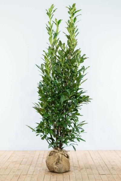 Caucasian Laurel