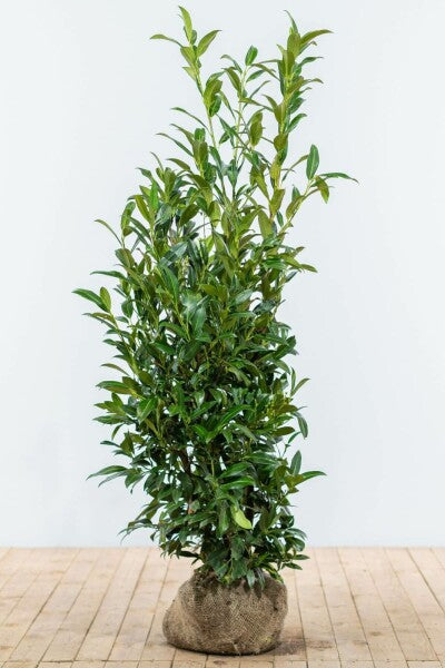 ELLY laurel     ( prunus laurocerasus Elly )    5 star   ☆☆☆☆☆