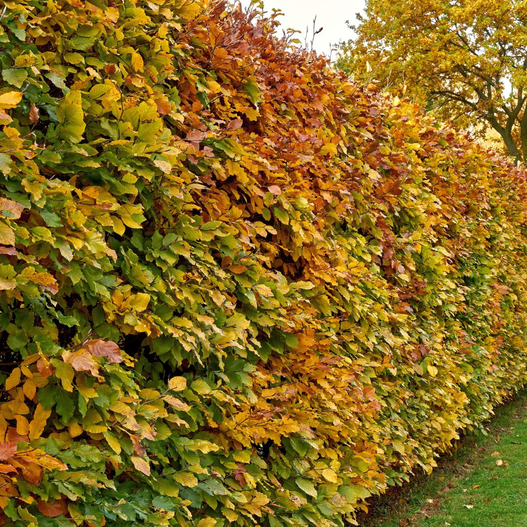 Carpinus betulus  ( hornbeam  )