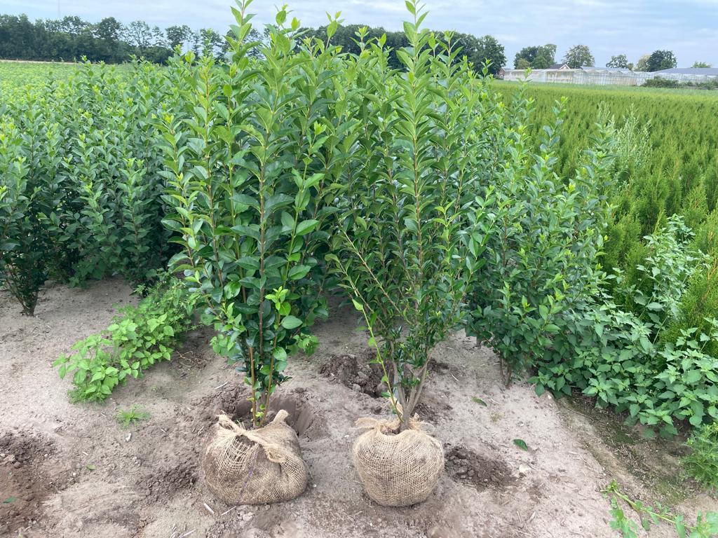 Ligustrum ovalifolium.           ( green privet )