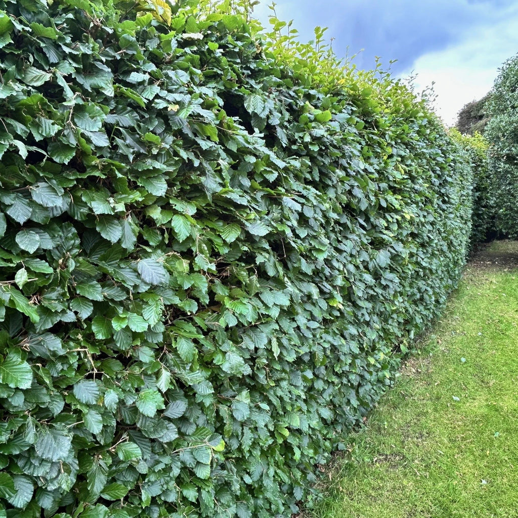Green beech   ( fagus sylvatica )