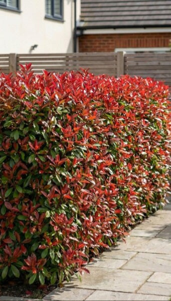 Photinia " Red robin "