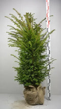 Yew ( Taxus Baccata ) aka. " The king of hedges"