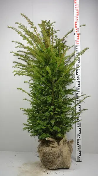 Yew ( Taxus Baccata ) aka. " The king of hedges"