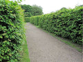 Carpinus betulus  ( hornbeam  )
