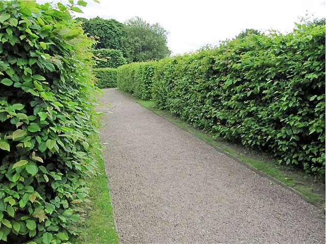 Carpinus betulus  ( hornbeam  )