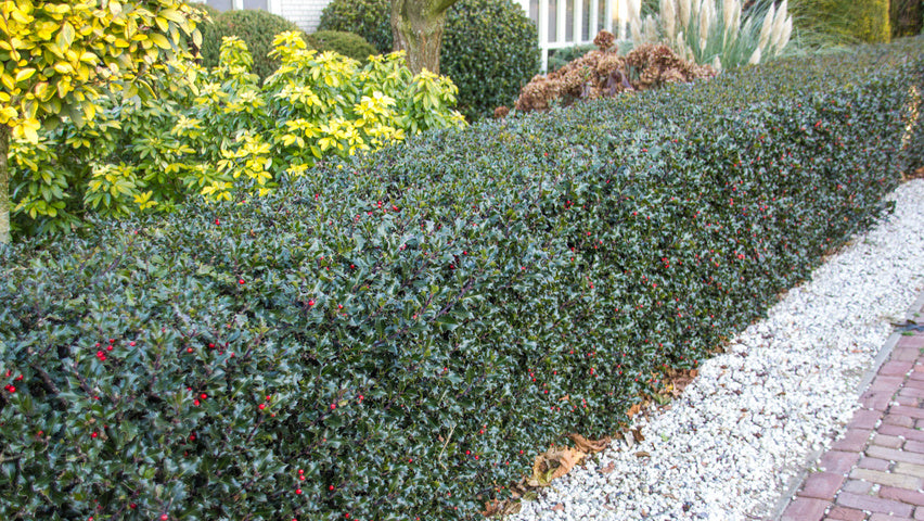 Blue holly  ( ilex meserveae  )