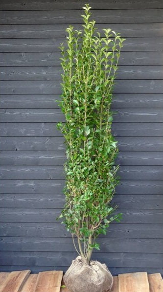 Ligustrum vulgare atrovirens