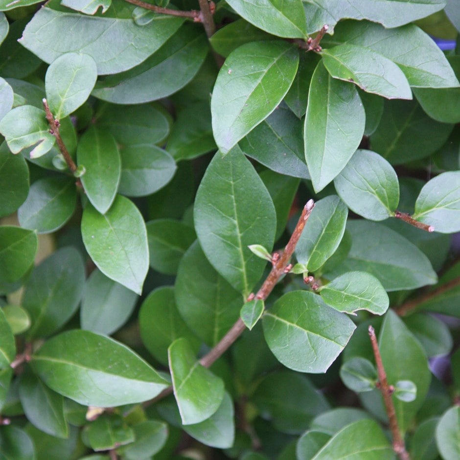Ligustrum ovalifolium.           ( green privet )