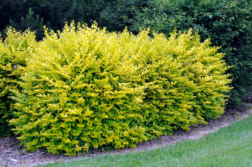 Ligustrum ovalifolium aureum ( golden privet )