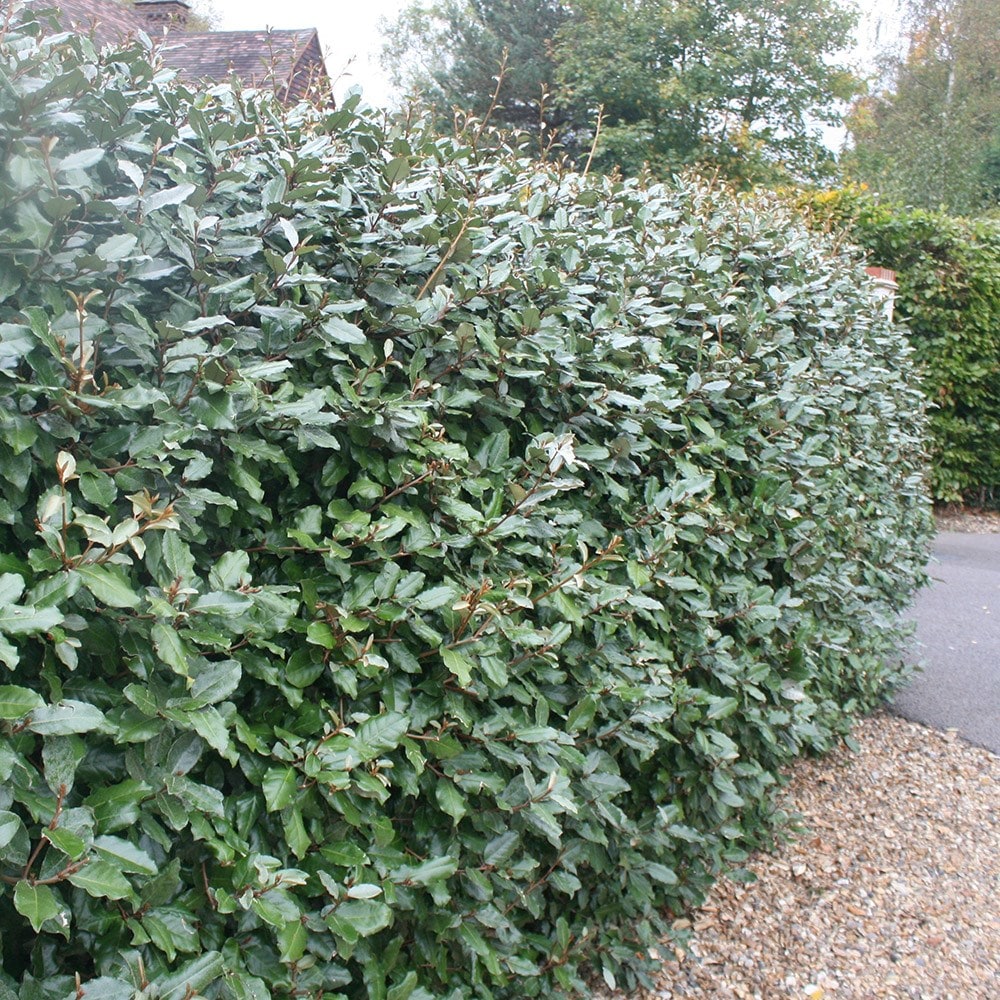 Elaeagnus ebbingei