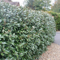 Elaeagnus ebbingei