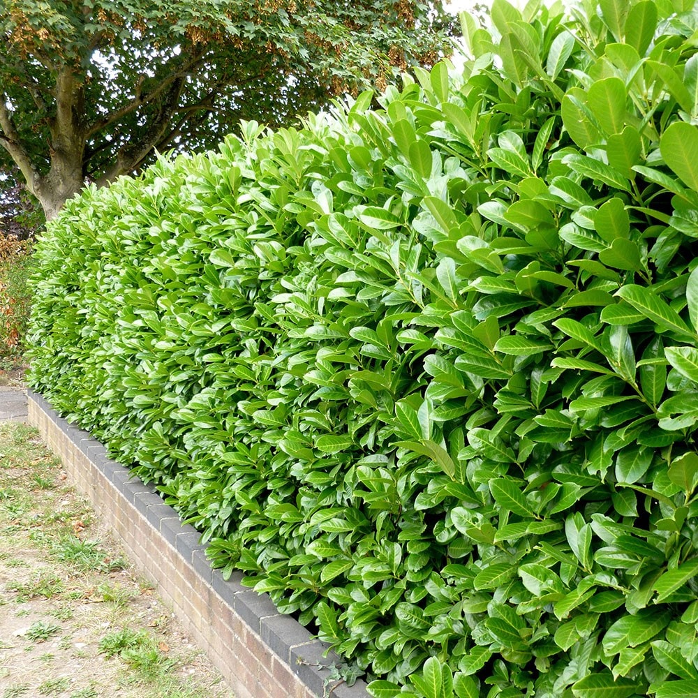 Rotundifolia laurel  (prunus laurocerasus rotundifolia)