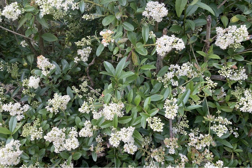 Ligustrum vulgare atrovirens