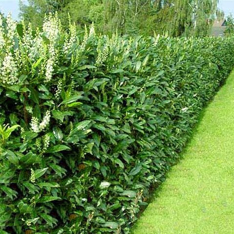 Caucasian Laurel
