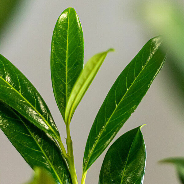 Caucasian Laurel