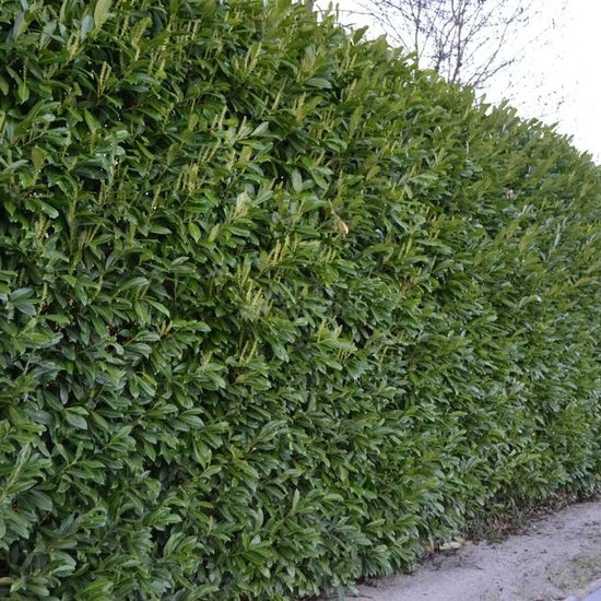Genolia laurel  ( prunus  genolia )