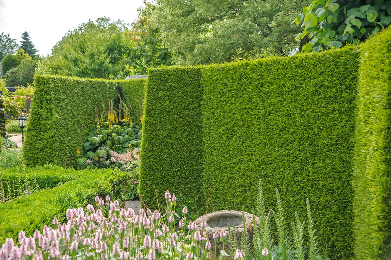 Thuja occidentalis 'Brabant' (White Cedar)