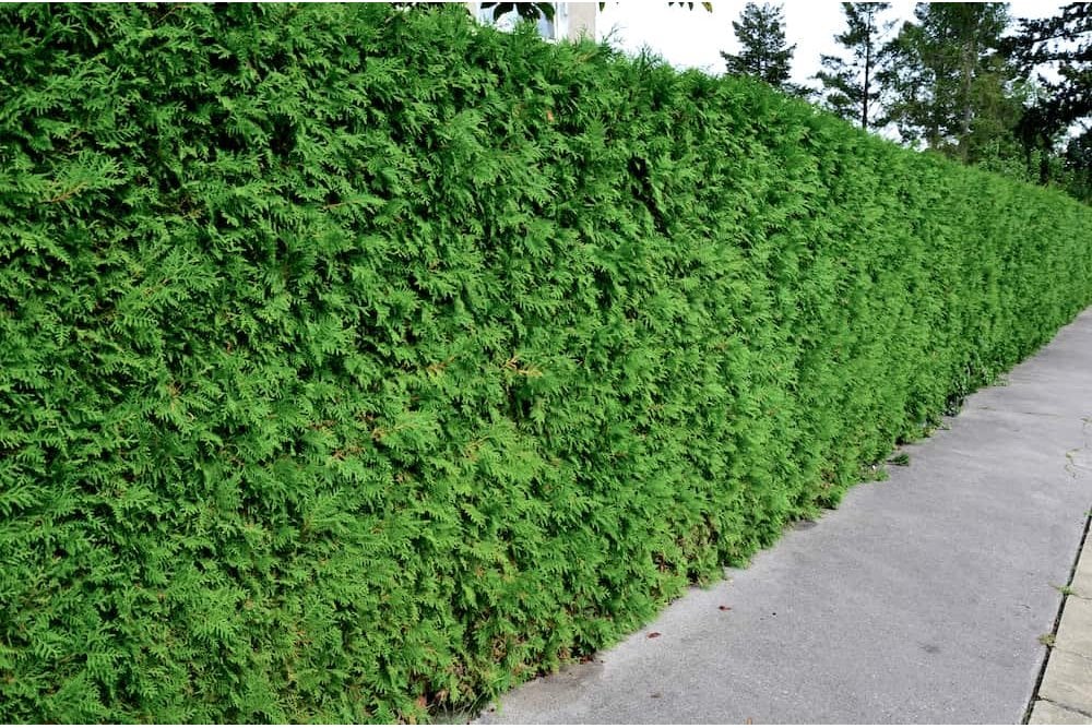 Thuja plicata atrovirens ( western red cedar )