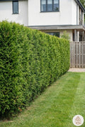 Thuja occidentalis 'Brabant' (White Cedar)